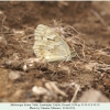 melanargia hylata talysh male